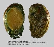 Haliotis tuberculata lamellosa (12)
